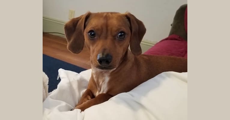 Scooby, a Dachshund and Chihuahua mix tested with EmbarkVet.com