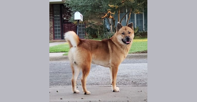 Rambo, an East Asian Village Dog and Chow Chow mix tested with EmbarkVet.com