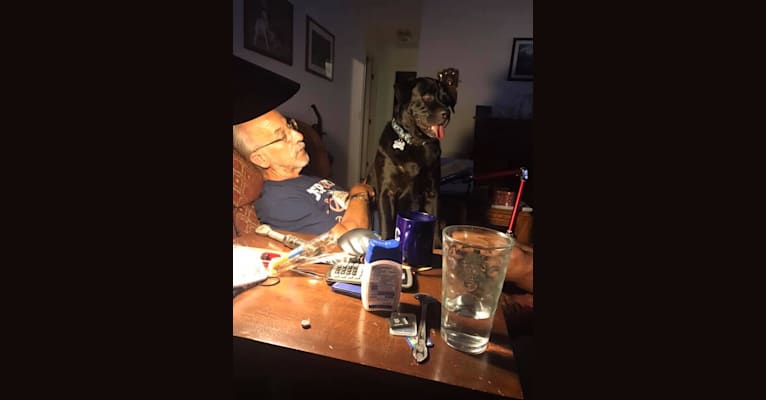 Ben, a Bulldog and Neapolitan Mastiff mix tested with EmbarkVet.com