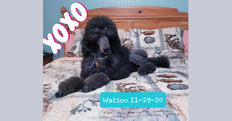 Watson, a Poodle (Standard) tested with EmbarkVet.com