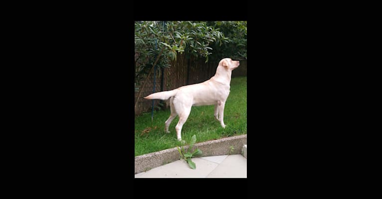 Hope of United World of the source of Life, a Labrador Retriever tested with EmbarkVet.com