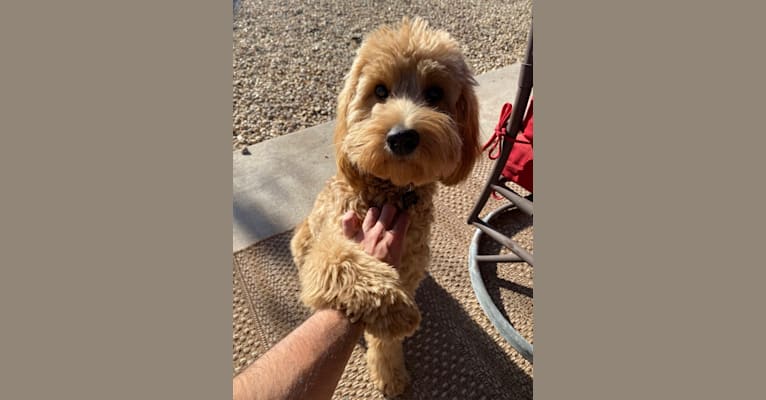 Milo, a Goldendoodle tested with EmbarkVet.com