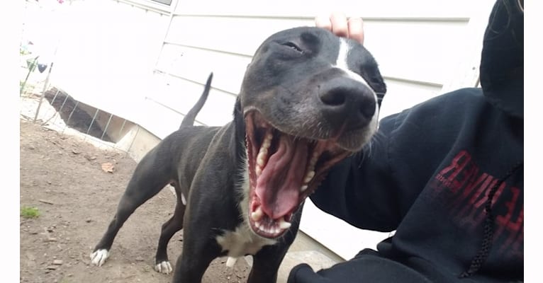 Photo of Rogan, an American Bully, American Pit Bull Terrier, and American Bulldog mix