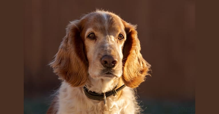 Photo of Mason, a Welsh Springer Spaniel  in Cleveland, OH, USA