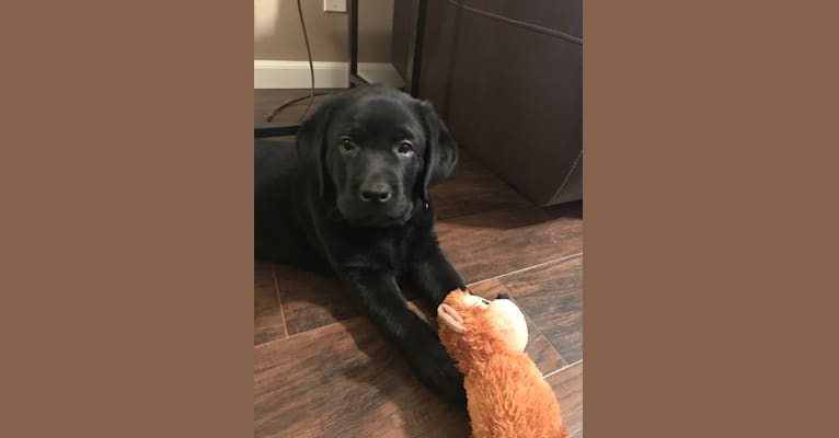 Cash, a Labrador Retriever tested with EmbarkVet.com