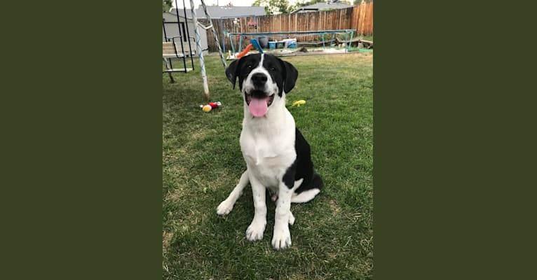 Theodore Ellington, an American Pit Bull Terrier and Siberian Husky mix tested with EmbarkVet.com