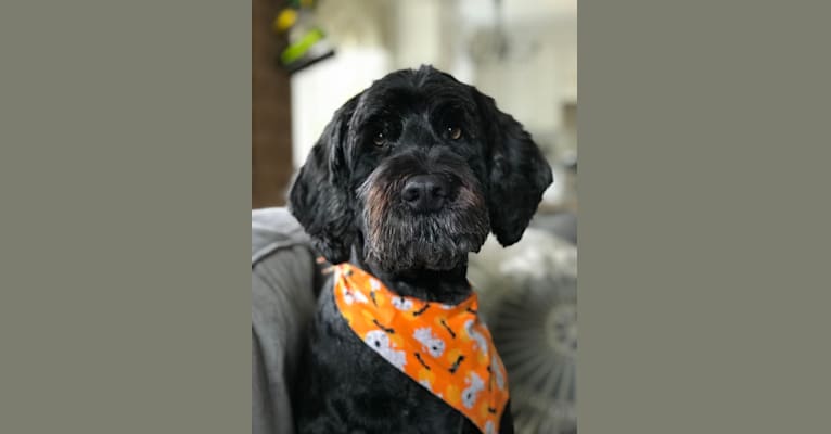 Lucky, a Portuguese Water Dog tested with EmbarkVet.com