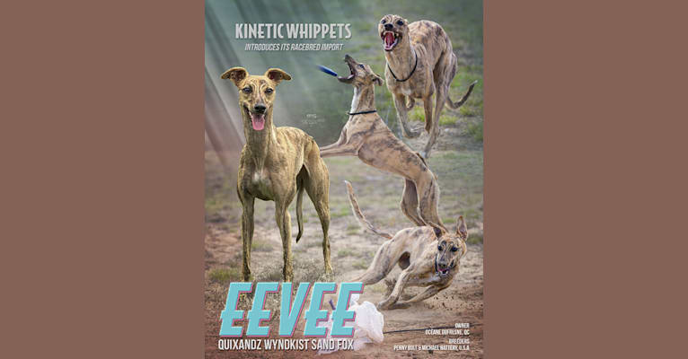 Eevee, a Whippet tested with EmbarkVet.com