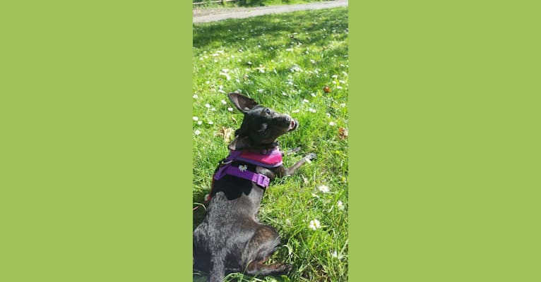 Photo of Bella, a Toy Fox Terrier and Silky Terrier mix in Lake Stevens, WA, USA