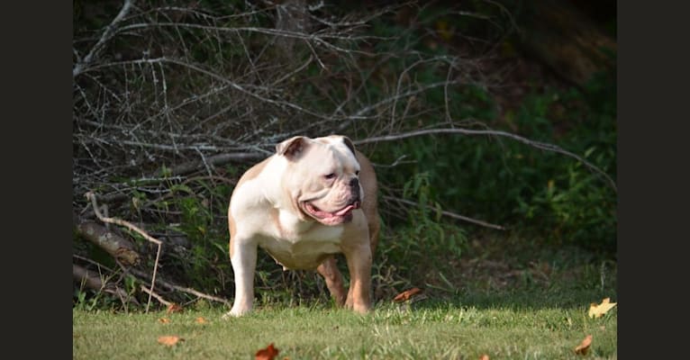PACE, an Olde English Bulldogge tested with EmbarkVet.com