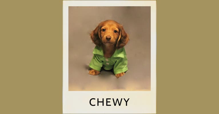Chewy, a Dachshund tested with EmbarkVet.com