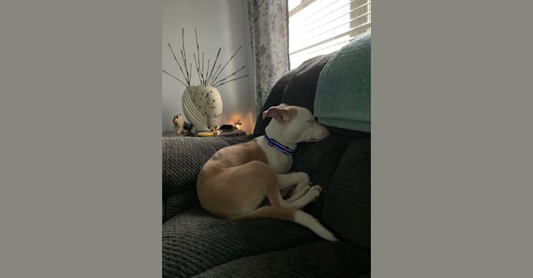 Photo of Miah, an American Pit Bull Terrier  in Palmetto, Florida, USA
