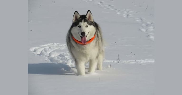 Ranger, a Siberian Husky and Alaskan Malamute mix tested with EmbarkVet.com