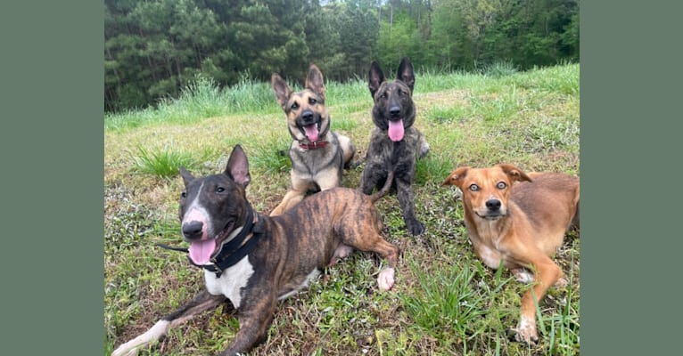 Photo of Birdie, an American Pit Bull Terrier, Treeing Walker Coonhound, Siberian Husky, Rat Terrier, Labrador Retriever, and Mixed mix