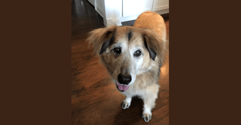 Max, a Shiba Inu and Golden Retriever mix tested with EmbarkVet.com