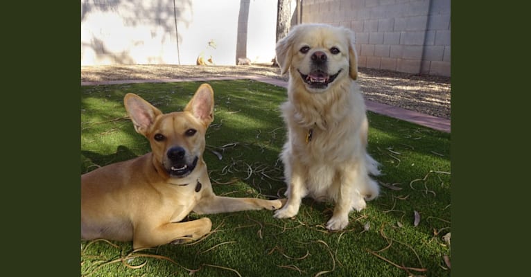 Bean, a Chow Chow and Chihuahua mix tested with EmbarkVet.com