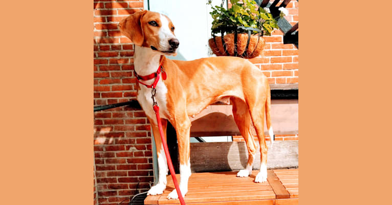 Ophelia, an American Foxhound tested with EmbarkVet.com
