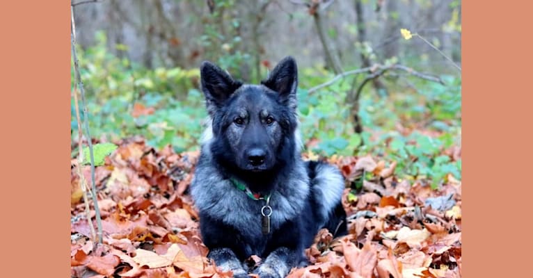 Mystic, a German Shepherd Dog tested with EmbarkVet.com