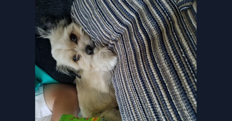 Chewy dog dna top