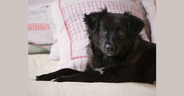 Photo of Lulu, an Eastern European Village Dog and Pekingese mix in Bosnia ja Hertsegovina