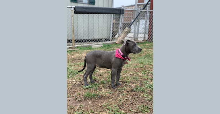Photo of Storm, an American Pit Bull Terrier, American Staffordshire Terrier, and Cane Corso mix in Oil City, Pennsylvania, USA