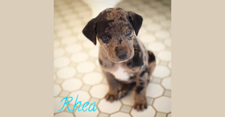 Rhea, a Basset Hound and Catahoula Leopard Dog mix tested with EmbarkVet.com