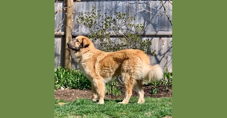 Tucker, a Great Pyrenees tested with EmbarkVet.com