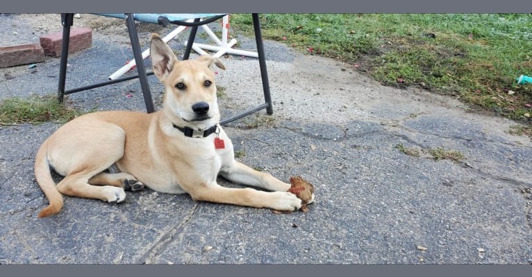 Photo of Bones, a Carolina Dog  in Belleville, MI, USA