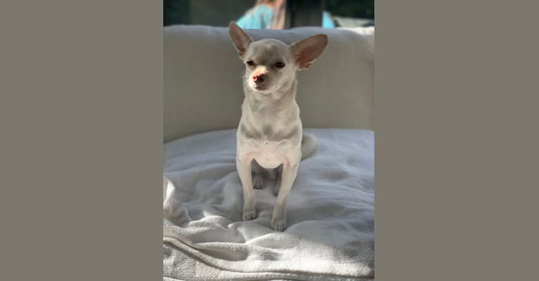 Mochi, a Chihuahua and Shih Tzu mix tested with EmbarkVet.com