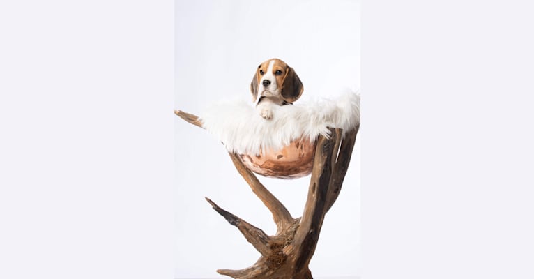Peter Pan Lou Crystal Song, a Beagle tested with EmbarkVet.com