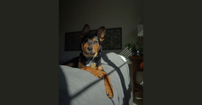 Gimli, an Australian Cattle Dog and Rottweiler mix tested with EmbarkVet.com