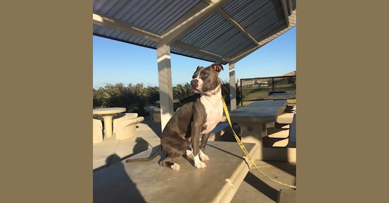MaSiWei, an American Bully tested with EmbarkVet.com