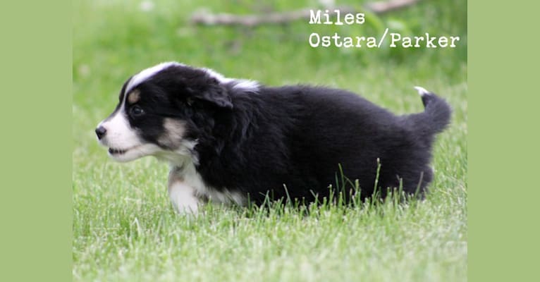 Quill (formerly Miles) - Ostara/Parker, an Australian Shepherd tested with EmbarkVet.com