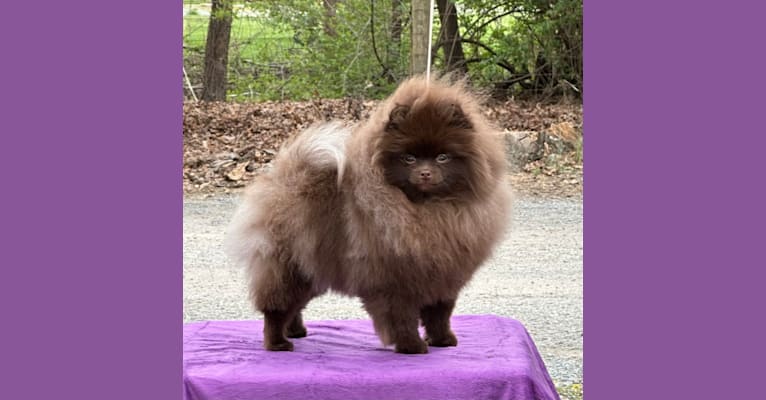 Vogue, a Pomeranian tested with EmbarkVet.com