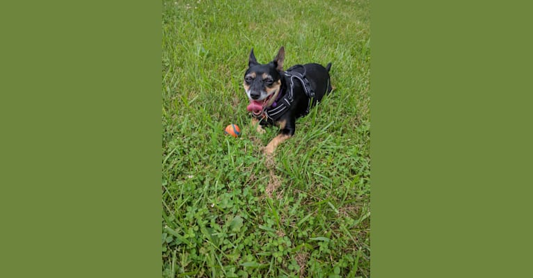 Barley, a Yorkshire Terrier and Rat Terrier mix tested with EmbarkVet.com