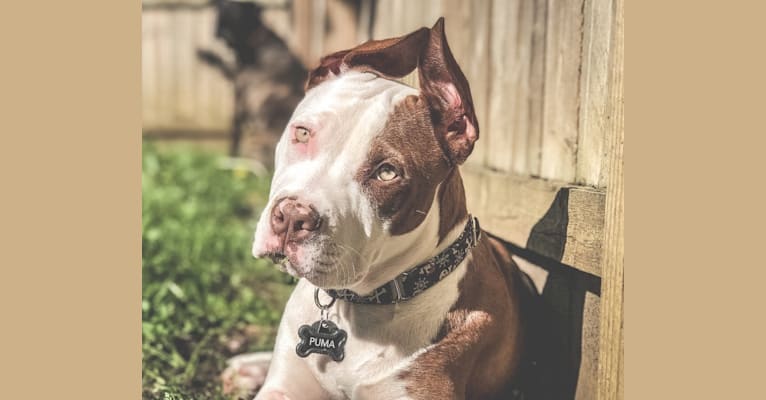 Photo of Puma, an American Pit Bull Terrier, American Staffordshire Terrier, and Boxer mix in Georgia, USA