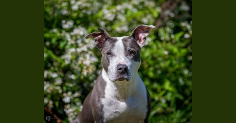 Photo of Piper Riley, an American Pit Bull Terrier and American Staffordshire Terrier mix in Lawrenceville, Georgia, USA