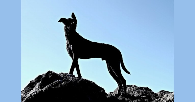 Photo of Dakota, an American Pit Bull Terrier, Siberian Husky, and Rottweiler mix in Bakersfield, California, USA