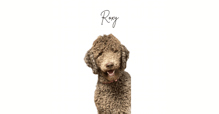 Roxy, a Poodle (Standard) tested with EmbarkVet.com