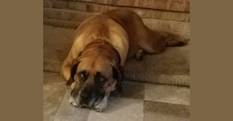 Bullmastiff beagle mix sale