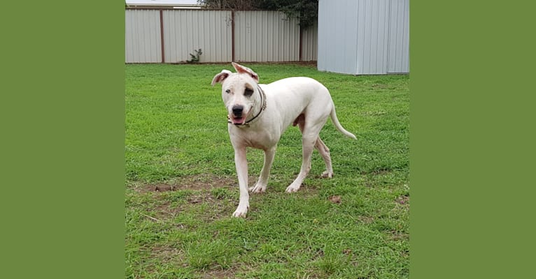 Photo of Zeus, an American Pit Bull Terrier, Australian Cattle Dog, Border Collie, and Boxer mix in Rockhampton, Queensland, Australia
