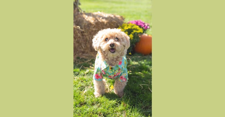 Cocomelon, a Poodle (Small) and Lhasa Apso mix tested with EmbarkVet.com