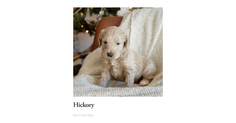 Hickory, a Goldendoodle tested with EmbarkVet.com