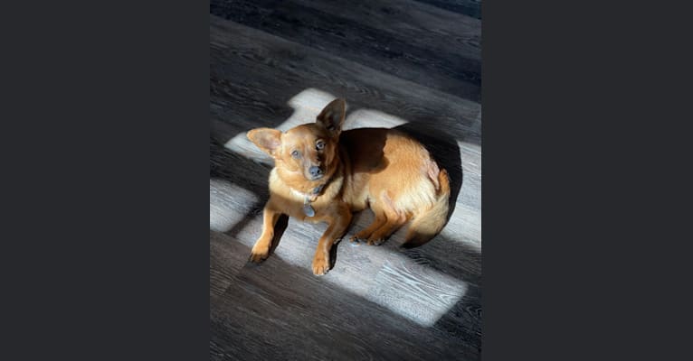 Faygo, a Chihuahua and Dachshund mix tested with EmbarkVet.com