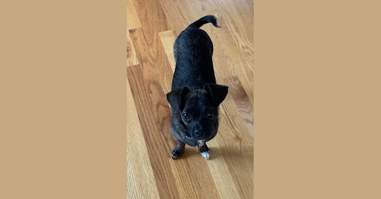 Rigby, a Chihuahua and Shih Tzu mix tested with EmbarkVet.com