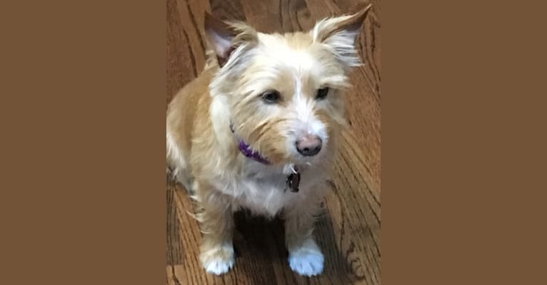 Photo of Penny (Dreadful), a Yorkshire Terrier, Australian Cattle Dog, Chihuahua, and Chinese Shar-Pei mix in Houston, Texas, USA