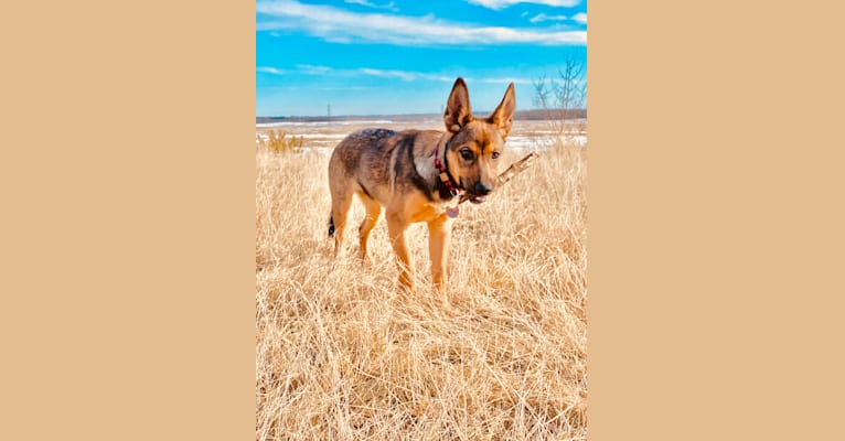 Photo of Alemã, a German Shepherd Dog, Australian Cattle Dog, and Border Collie mix in Gibbons, AB, Canada