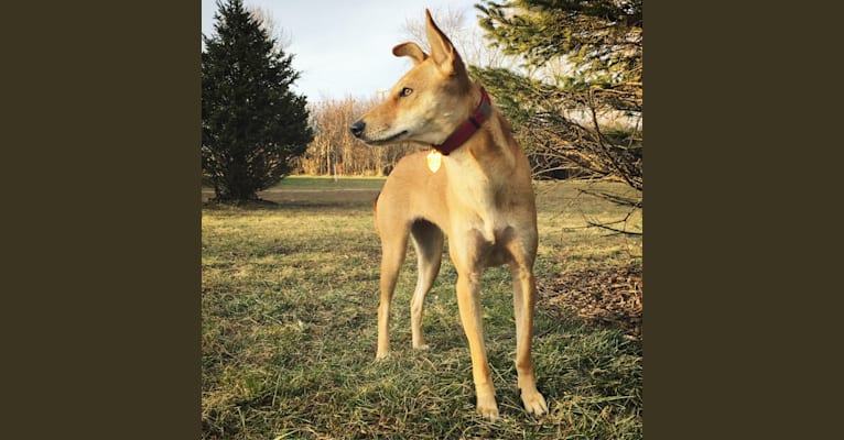 Ruby, a South Asian Village Dog tested with EmbarkVet.com