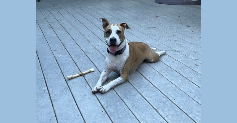 Lily, an American Pit Bull Terrier and American Bully mix tested with EmbarkVet.com