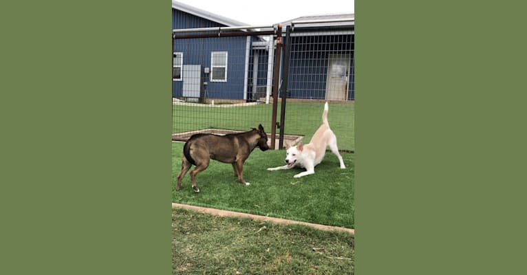 Photo of Summit, a Siberian Husky, American Pit Bull Terrier, German Shepherd Dog, and Mixed mix in Austin, Texas, USA